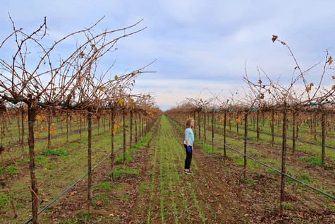 Person standing in a vineyard with leafless grapevines during fall in Lodi, California.