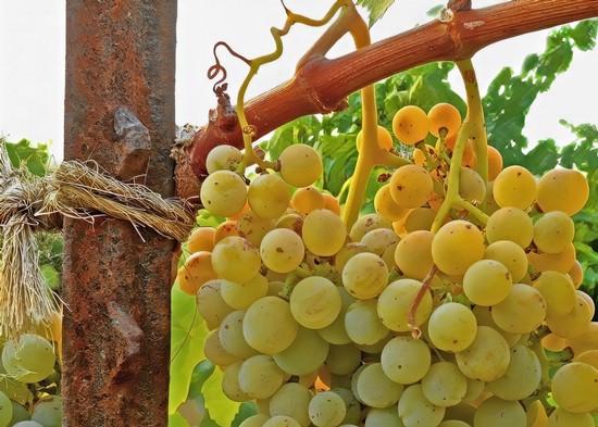 Close-up of a ripe white wine grape cluster hanging from a vine in Lodi, California.