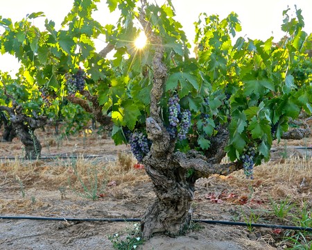 Grapevine in Lodi wine region with sunlight filtering through leaves.
