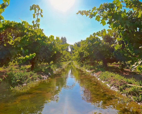 Vineyard with lush grapevines and a water canal under a bright blue sky in Lodi, California.
