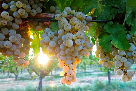 Close-up of ripe white wine grapes hanging on vine in Lodi vineyard with sunlight filtering through leaves.
