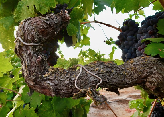 Close-up of a gnarled wine grapevine with ripe dark grapes in a vineyard.