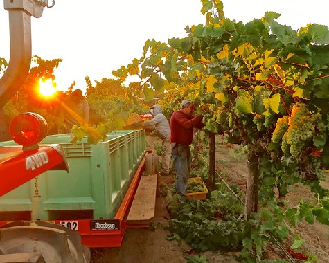 Workers harvest grapes in a vineyard at sunset, with a tractor and trailer in the background, showcasing Lodi wine production.