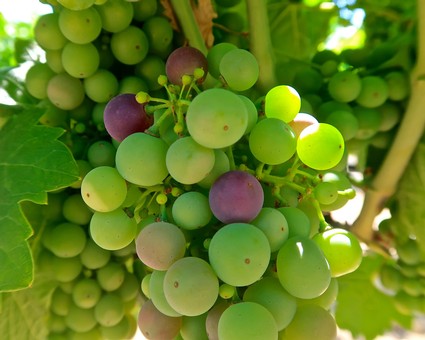Close-up of green and purple wine grapes growing on a vine in Lodi, California.