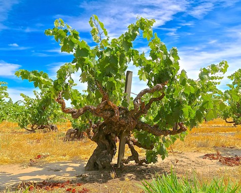 Healthy grapevine in Lodi vineyard with blue sky and green leaves, showcasing premium wine grape cultivation.