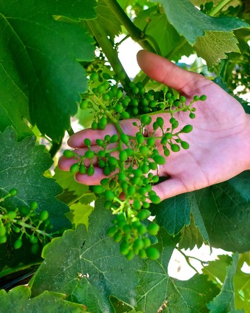 Close-up of a hand holding a cluster of green wine grapes on a vine in Lodi, California.