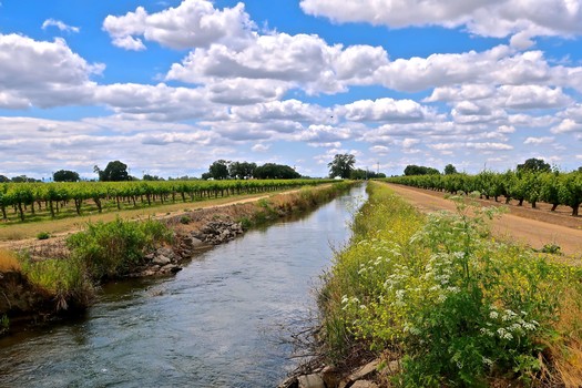 Scenic view of Lodi winegrape vineyards with a water canal and cloudy sky.