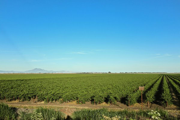 Vast Lodi winegrape vineyard under a clear blue sky with distant mountains.