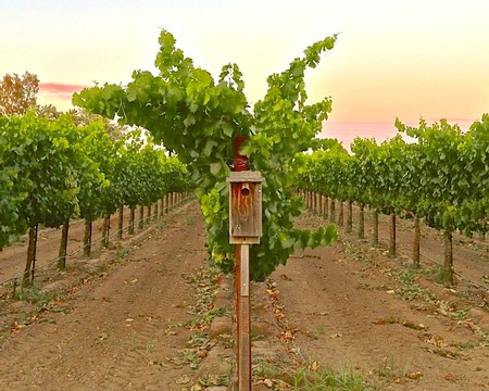 Vineyard in Lodi with lush grapevines and a birdhouse in the foreground at sunset.