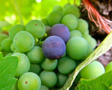 Close-up of green and purple wine grapes growing on the vine in Lodi, California.