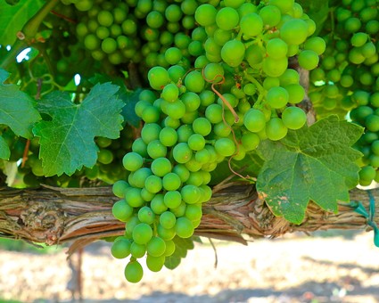 Close-up of a green winegrape cluster on the vine in Lodi, California.