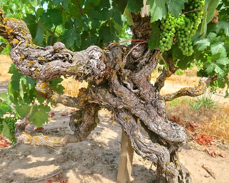 Close-up of a gnarled winegrape vine with green grapes in Lodi, California.