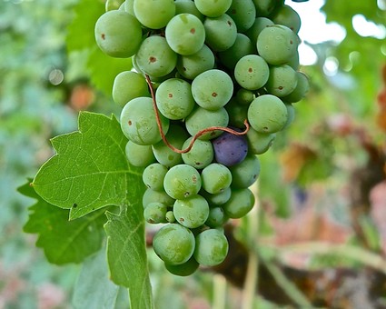 Close-up of a green winegrape cluster on the vine with a leaf in the background.