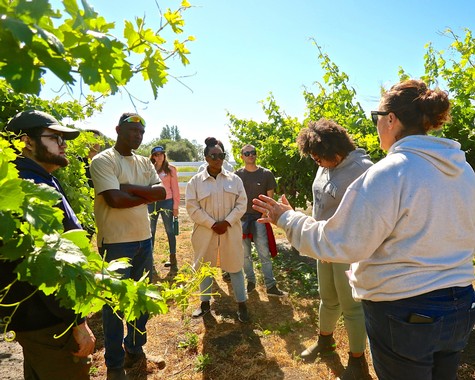 Group of people on a vineyard tour learning about winegrape cultivation in Lodi, California.