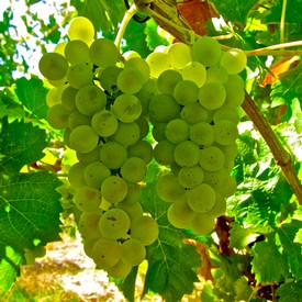 Close-up of a green winegrape cluster hanging from a vine in a sunny vineyard.