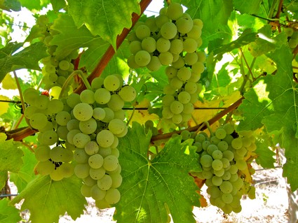 Close-up of green winegrapes hanging on vine with lush green leaves in Lodi wine region.