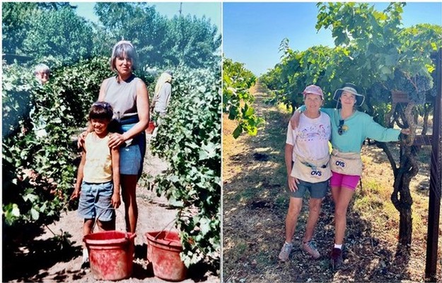 Two women and a child in a vineyard during grape harvest in Lodi, California.