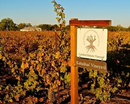 Vineyard sign for Katushas Vineyard in Lodi Wine Region with grapevines in the background.