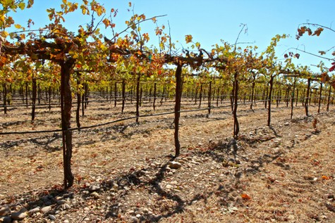 Vineyard rows with grapevines in Lodi, California, under a clear blue sky, showcasing grape growing for wine production.