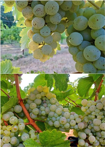 Close-up of ripe white wine grapes on the vine in Lodi, California, ready for harvest.