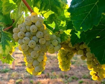 Close-up of ripe white wine grapes hanging on the vine in Lodi, California.