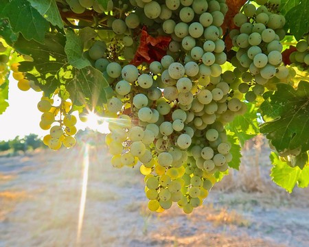 Close-up of ripe white wine grapes hanging on the vine in Lodi, California, with sunlight filtering through leaves.