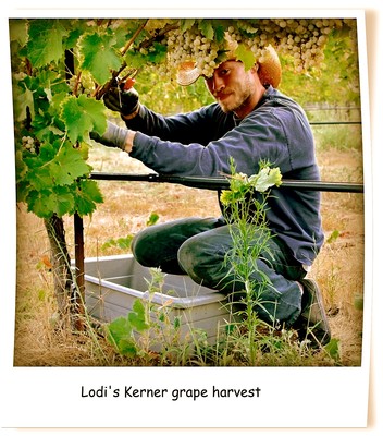 Worker harvesting Kerner grapes in Lodi vineyard during daytime for wine production.