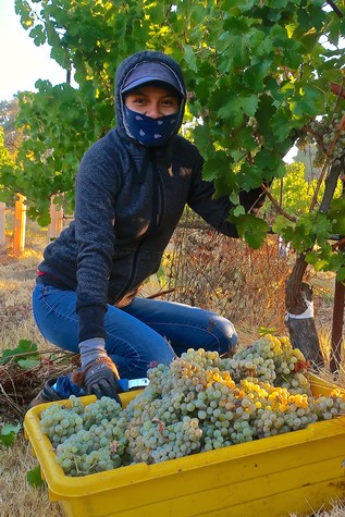 Woman harvesting grapes in a vineyard during the Lodi Winegrape Commission event.
