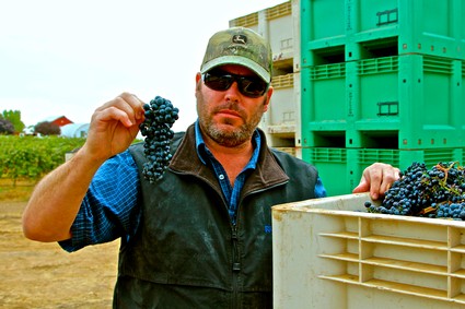 Man in vineyard holding a bunch of ripe wine grapes with green crates in the background.