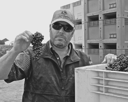 Man in sunglasses holding a bunch of grapes at a vineyard in Lodi, California.