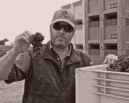 Man in sunglasses and cap holding a bunch of grapes at a vineyard in Lodi, California.