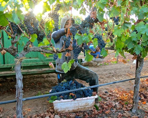 Worker harvesting ripe grapes in a Lodi vineyard during the harvest season.