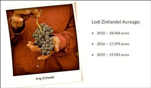 Close-up of a person holding a bunch of ripe Zinfandel grapes for wine production.