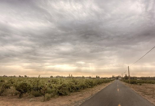 Scenic view of a vineyard in Lodi with a cloudy sky and a rural road.