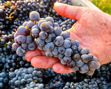 Close-up of ripe purple wine grapes held in a person's hand in a vineyard.