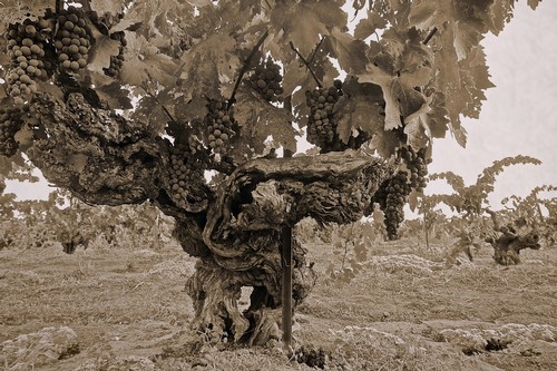 Ancient grapevine in Lodi vineyard with gnarled trunk and lush grape clusters.