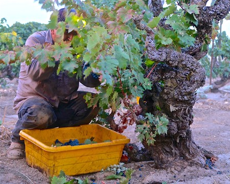 Worker harvesting grapes from a gnarled vine in Lodi wine region, California, during daytime.