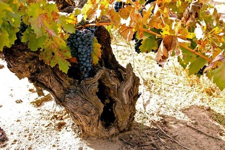 Grapevine with ripe dark grapes in a Lodi vineyard during fall season.