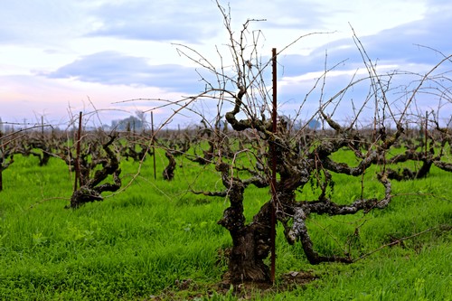 Gnarled wine grapevines in a lush Lodi vineyard under a cloudy sky.