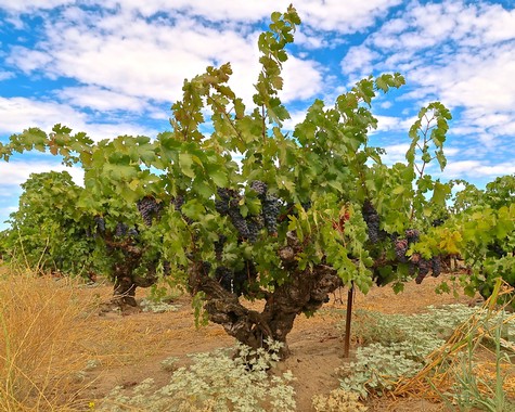 Grapevine in a Lodi vineyard with ripe grapes and a blue sky with clouds.