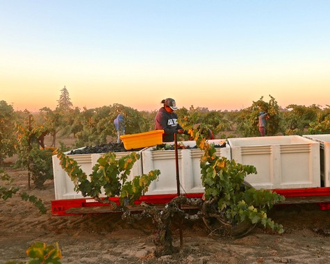 Workers harvesting grapes in Lodi vineyards during sunset for wine production.