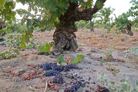 Grapevines and ripe grapes in a Lodi vineyard during harvest season.
