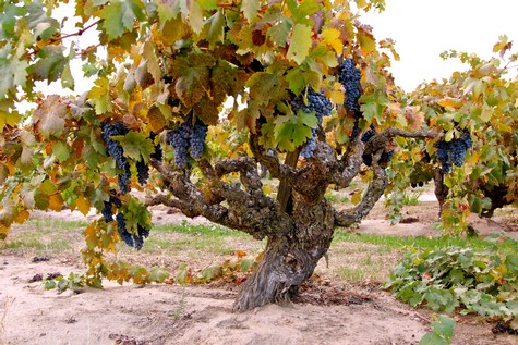Grapevine with ripe dark purple grapes in a Lodi vineyard, California, during harvest season.