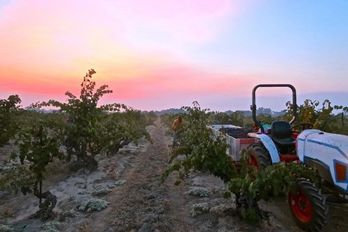 Vineyard in Lodi with grapevines and tractor at sunset, showcasing wine grape cultivation.