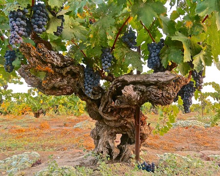 Old gnarled grapevine with ripe dark grapes in Lodi wine region, California.