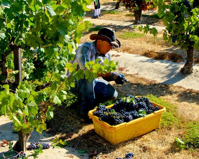 Worker harvesting ripe grapes in a Lodi vineyard during harvest season.