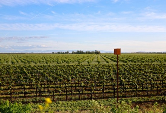 Vast Lodi winegrape vineyard under a blue sky with a weather station in the foreground.