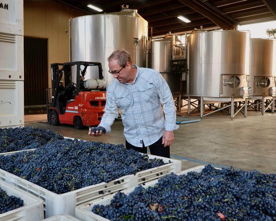 Man inspecting freshly harvested grapes in a winery with stainless steel tanks in the background.