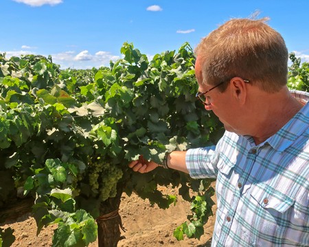 Man inspecting grapevines in a lush Lodi vineyard under a clear blue sky.