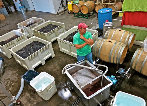 Worker inspecting wine fermentation tanks at Lodi Winegrape Commission facility.